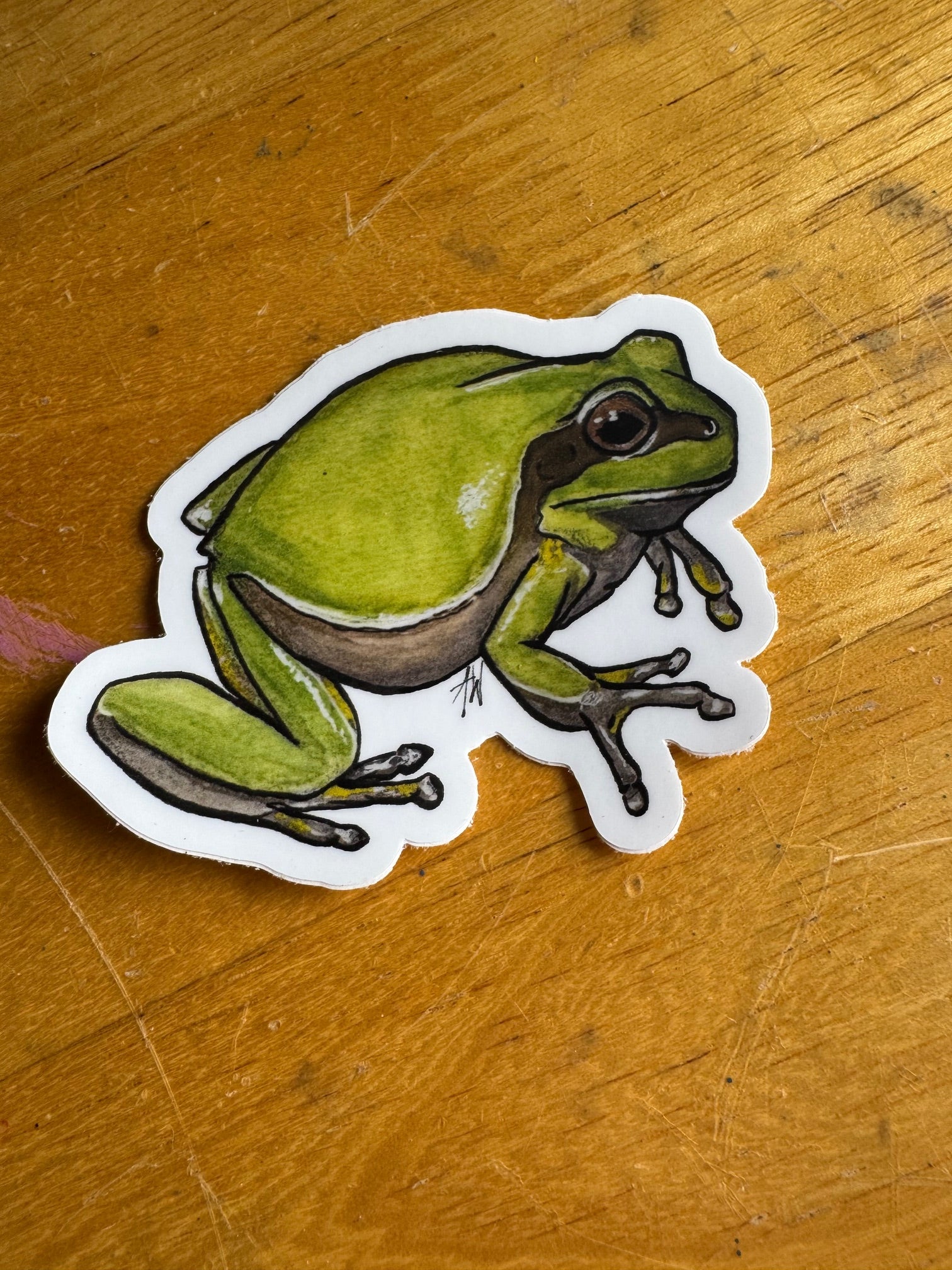 Pine Barrens Tree Frog Sticker
